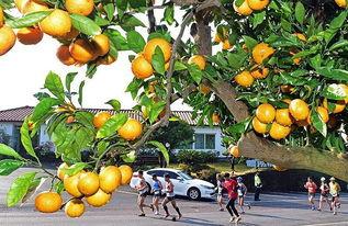 柑橘之旅,探寻鲜果香韵的甜蜜足迹