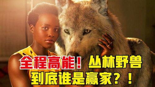 丛林野兽,揭秘神秘森林中的神秘生物